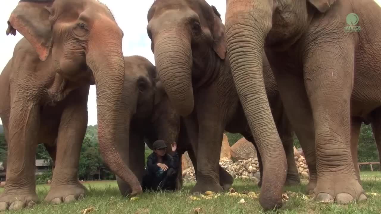 Listen To The Sounds Of Elephants While They Eat - ElephantNews