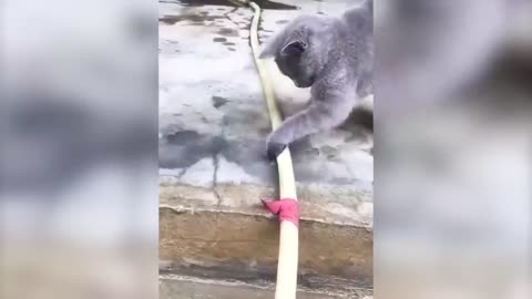 Check out these adorably funny furballs in the most hilarious animal videos!