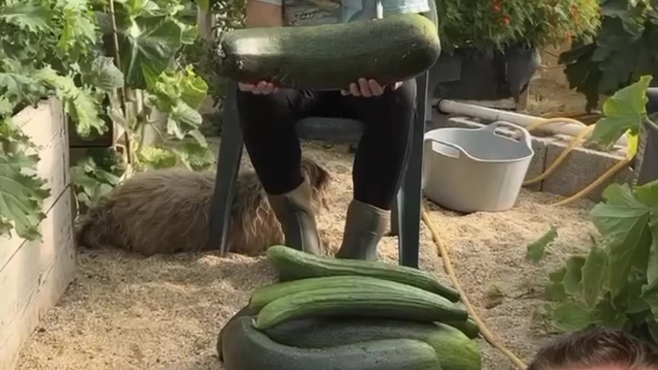 電気培養の成功事例⚡️⚡️⚡️なんと!!