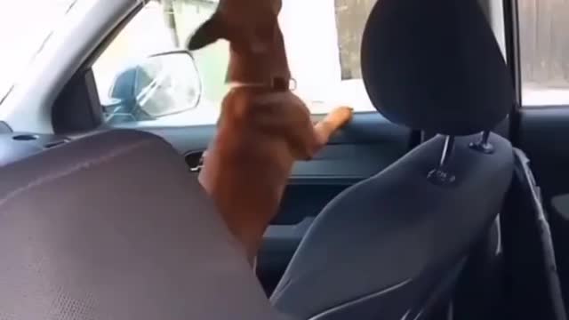When the dog inside car alone