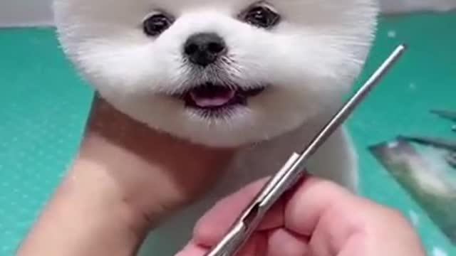 cute puppy