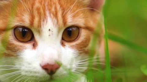 Cat Facts