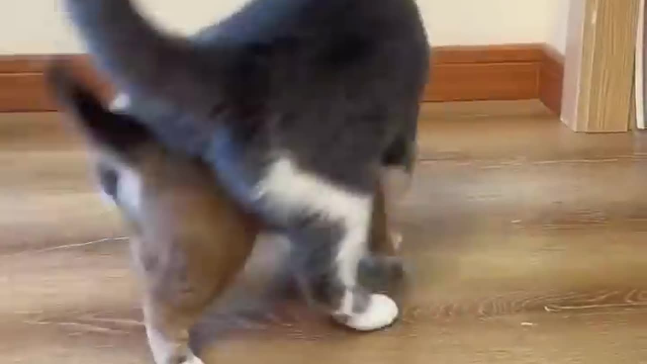 Cute animals