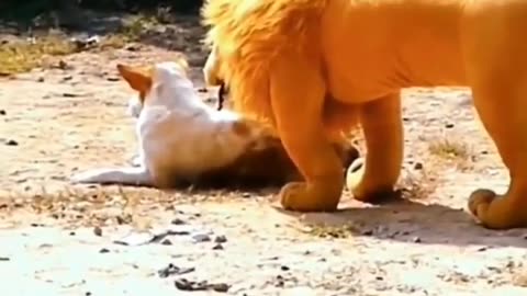 Funny videos part 11