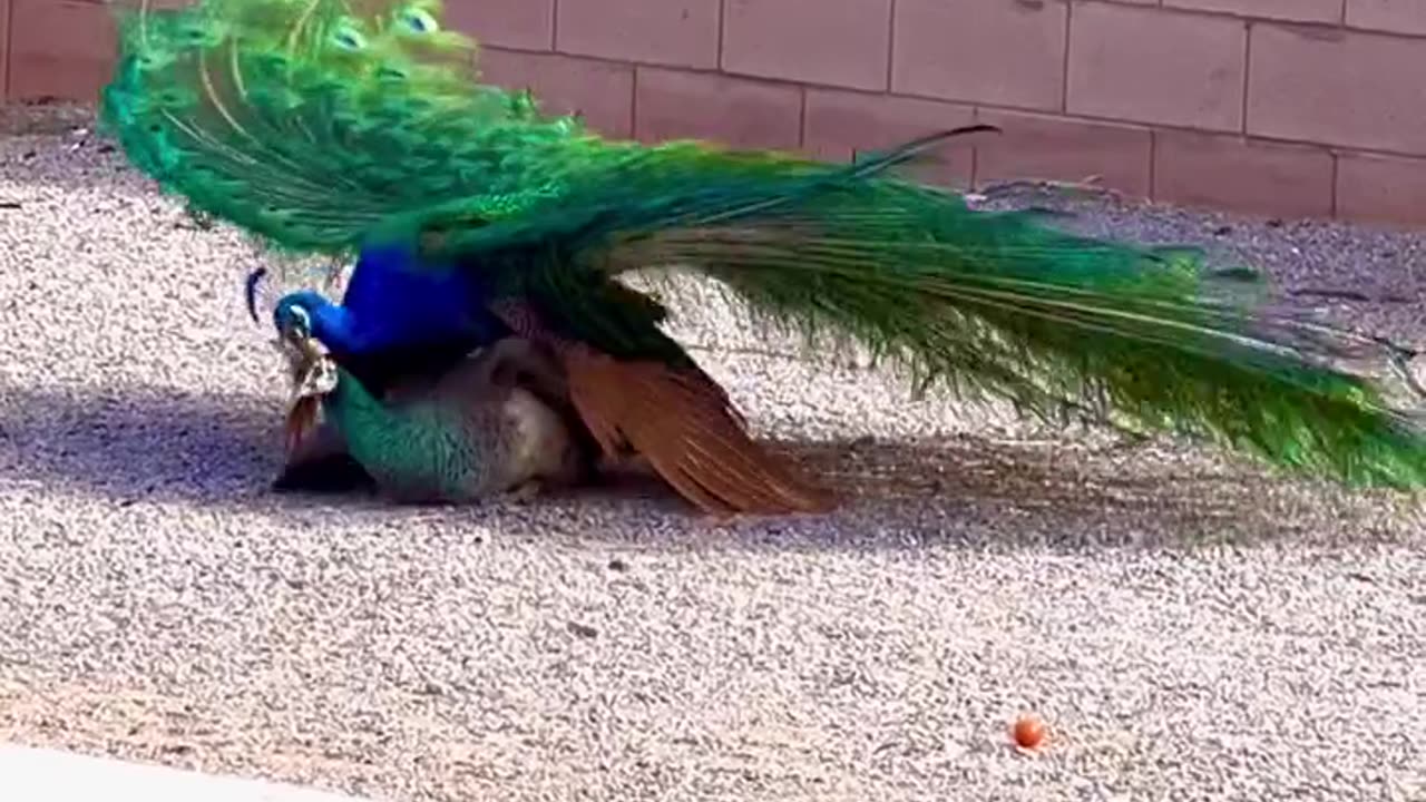 Peacock having fun together