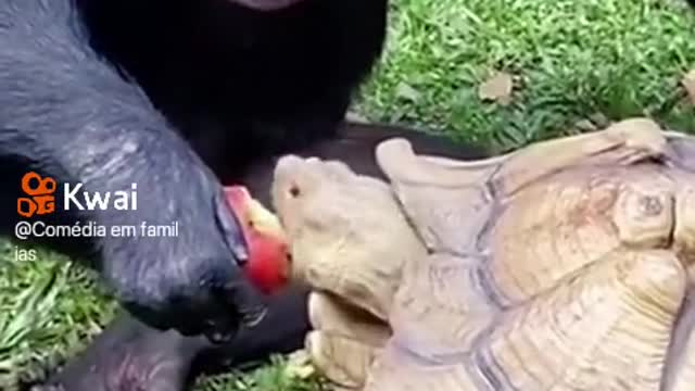 Black monkey eating apple