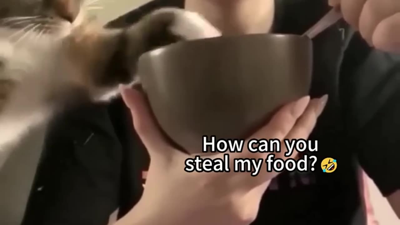 Funny cat video 😂