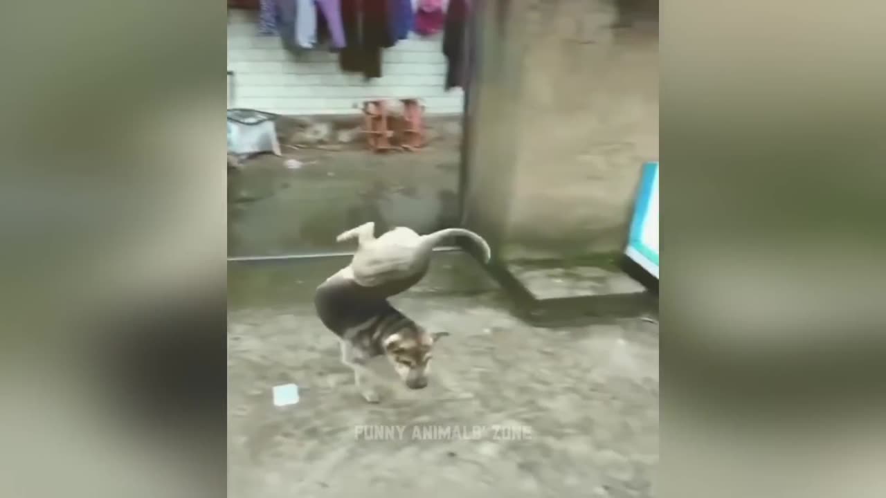 Funniest Video 🤣 | funny cats and dogs 🐕🤣 | funny video 2023