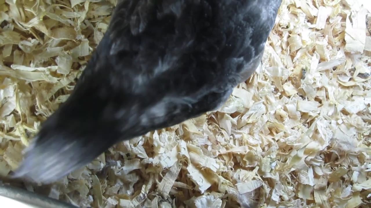 Madarin duck chicks, few hours before hatching