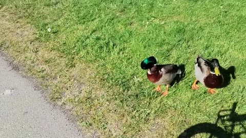 Bjuder änder och andra fåglar på ris