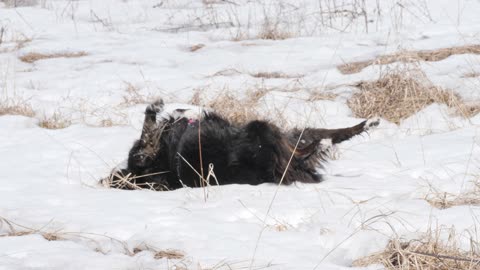 Kali & Nykson Rolling In The Snow