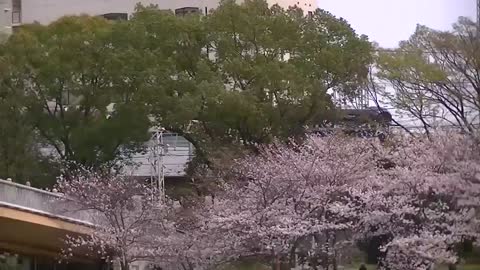 Japanese Cherry Blossoms