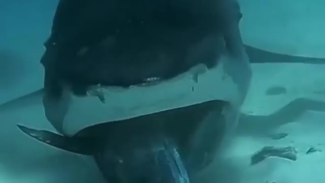 Feeding shark