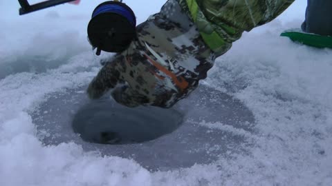 Walleye pulled through Ice Hole