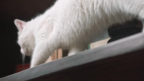 Cute cat 🙀 video