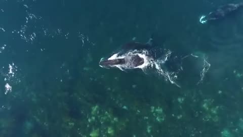Biggest Whale