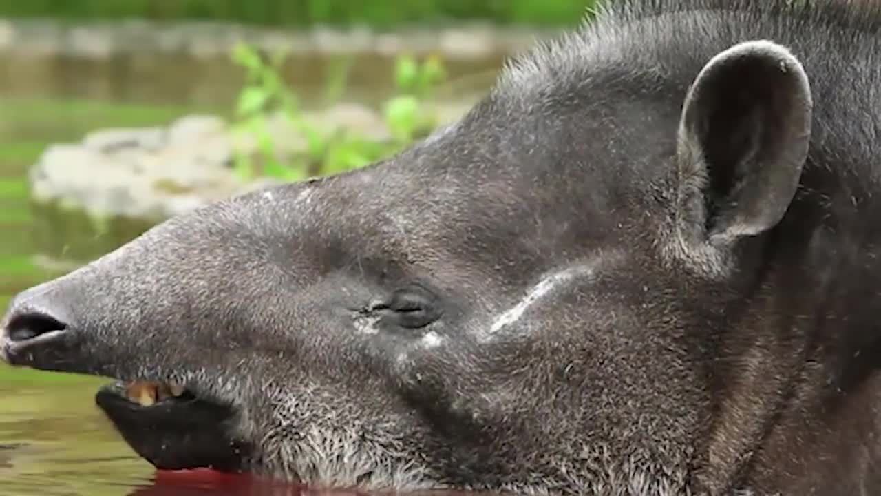 Tapir