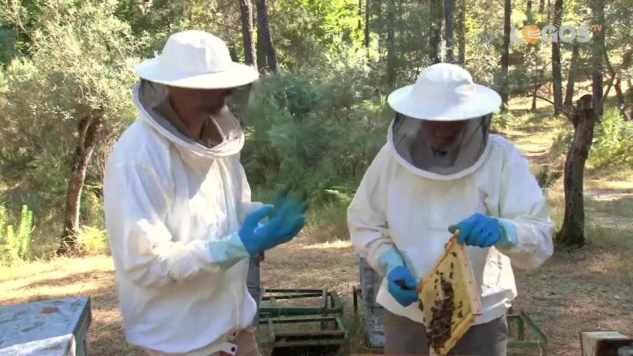 LAS ABEJAS / Naturalia