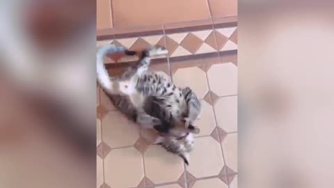 Best video of cat | more funny short