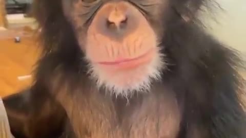 Funny Monkey Videos