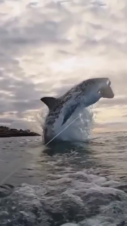 A great white shark was filmed jumping