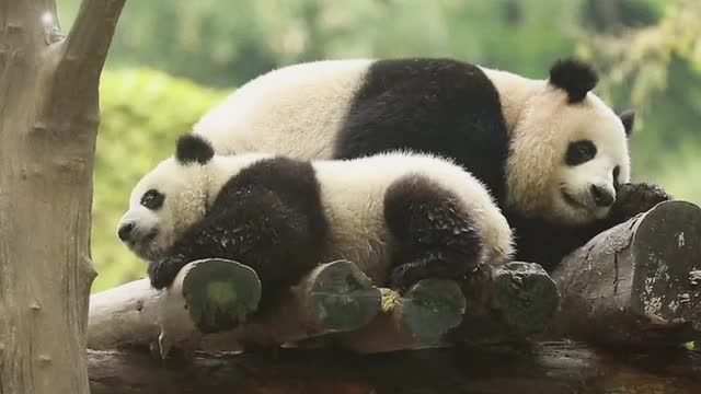 Giant pandas in zoos