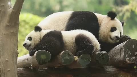 Giant pandas in zoos