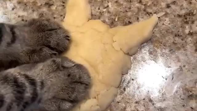 Hilarious Cat Cooking At Xmas