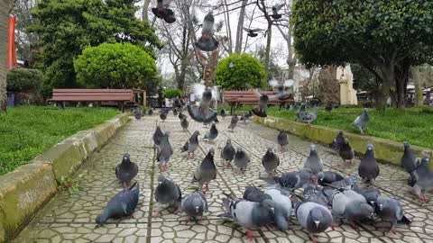 Pigeon attack