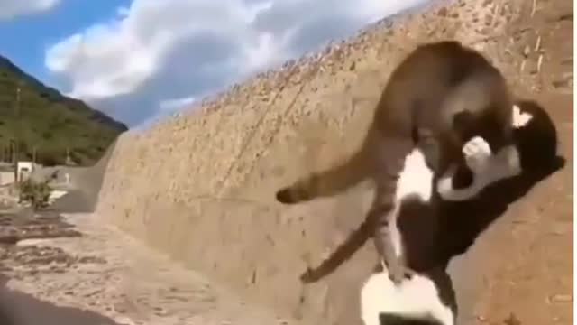 Kamikaze Cats