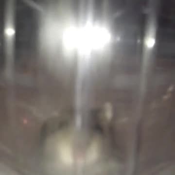 Hamster ball slow motion