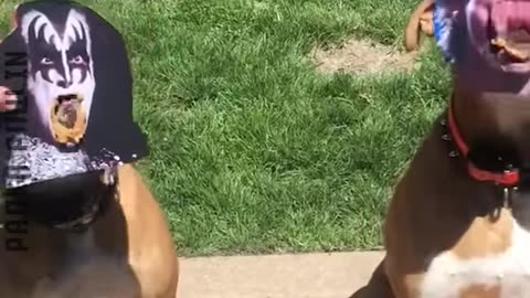 Kids & Animal Love