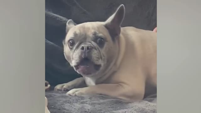 Funny dogs and cats - try not to laugh at animals #09