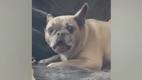 Funny dogs and cats - try not to laugh at animals #09