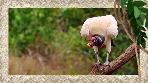 Majestic Wildlife: Exploring the Beauty of Wild Animals"*