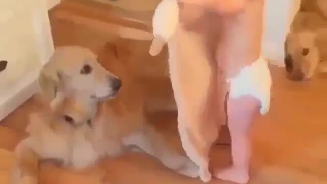 Animal funny short video #8