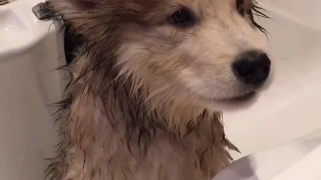 Dog bathing looks great