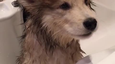 Dog bathing looks great