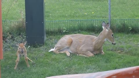 Deer with Fawn Born in the backyard Kenora