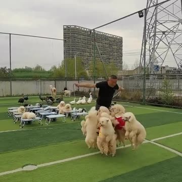 So much funny 🤣🤣🤣 jumping with animals