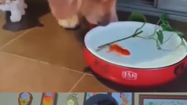 WOW! Doggy is Great 😢 ｜ Dog saved fish life