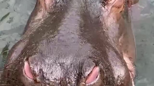 A hippopotamus