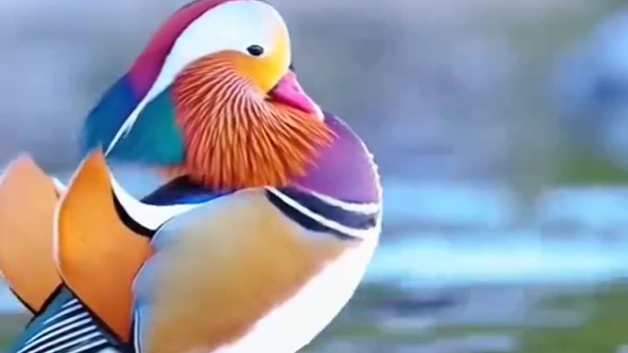 Birds Lover this is so cute 🥰
