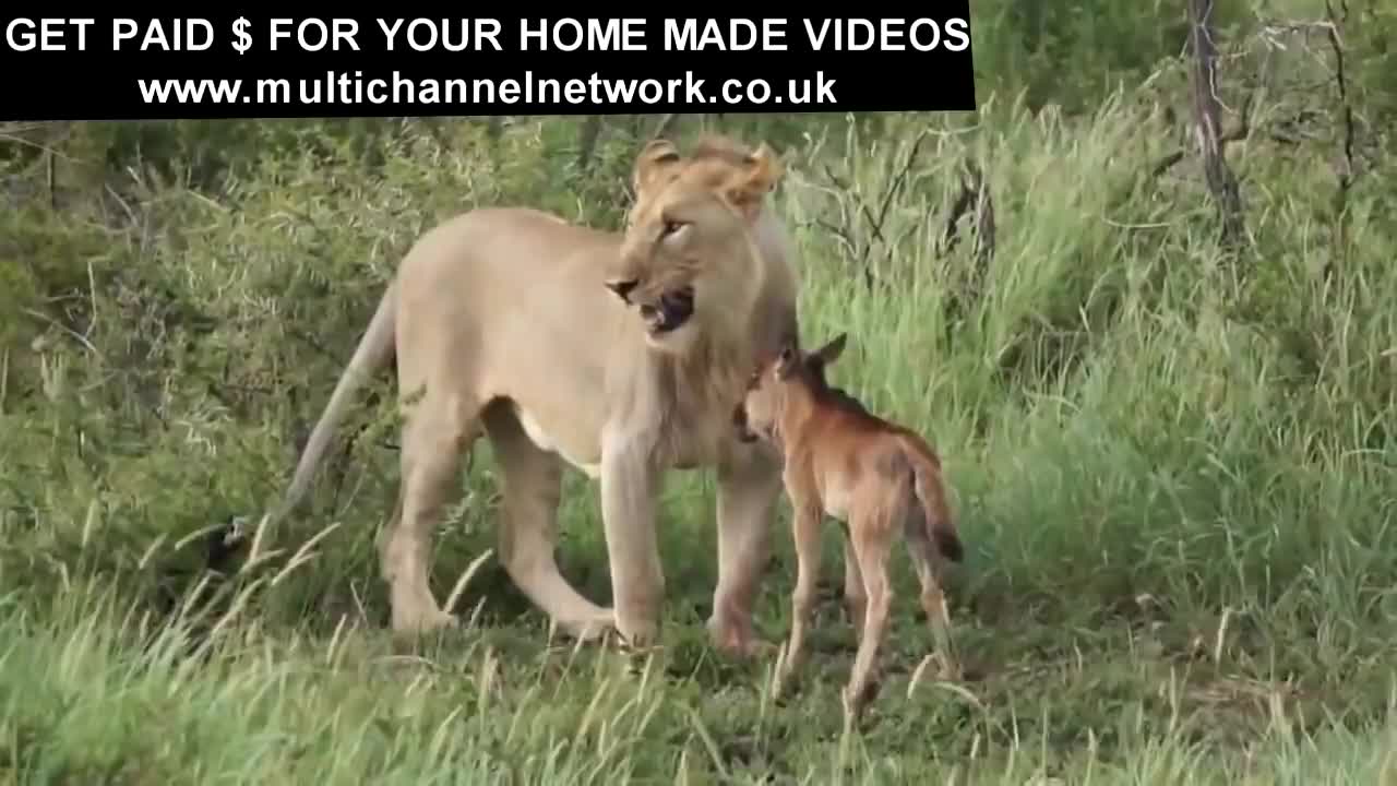 Lion saves a baby calf from another lion attack