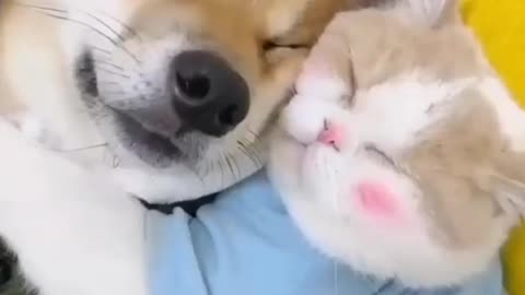 Cat And Dog Loving Together.