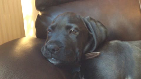 Super Cute Puppy Falls Asleep Smiling on Camera