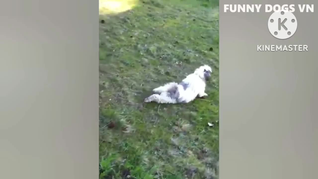 😂 Funny dog compilation ! 😂