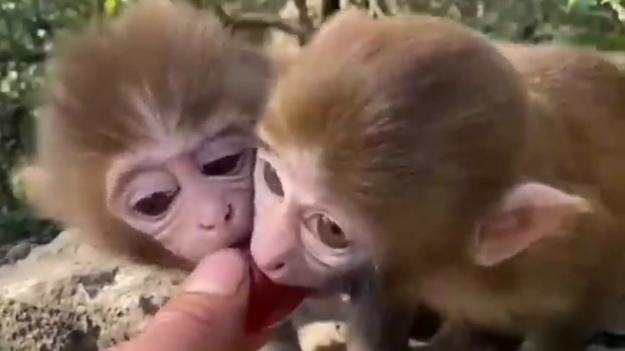 MUST SEE!!! Cute Baby Animals!!!