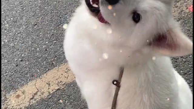 Am I cute, Samoyed
