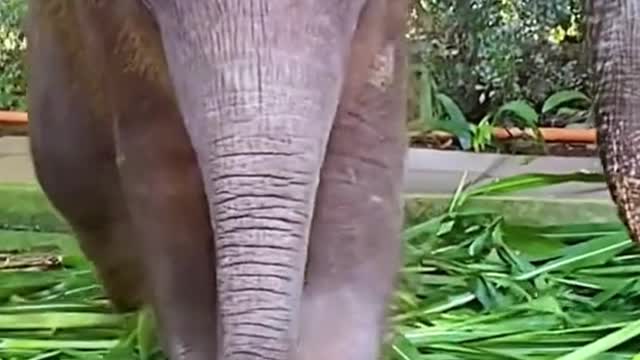 Did you see the baby elephant's eyes? It was staring for food